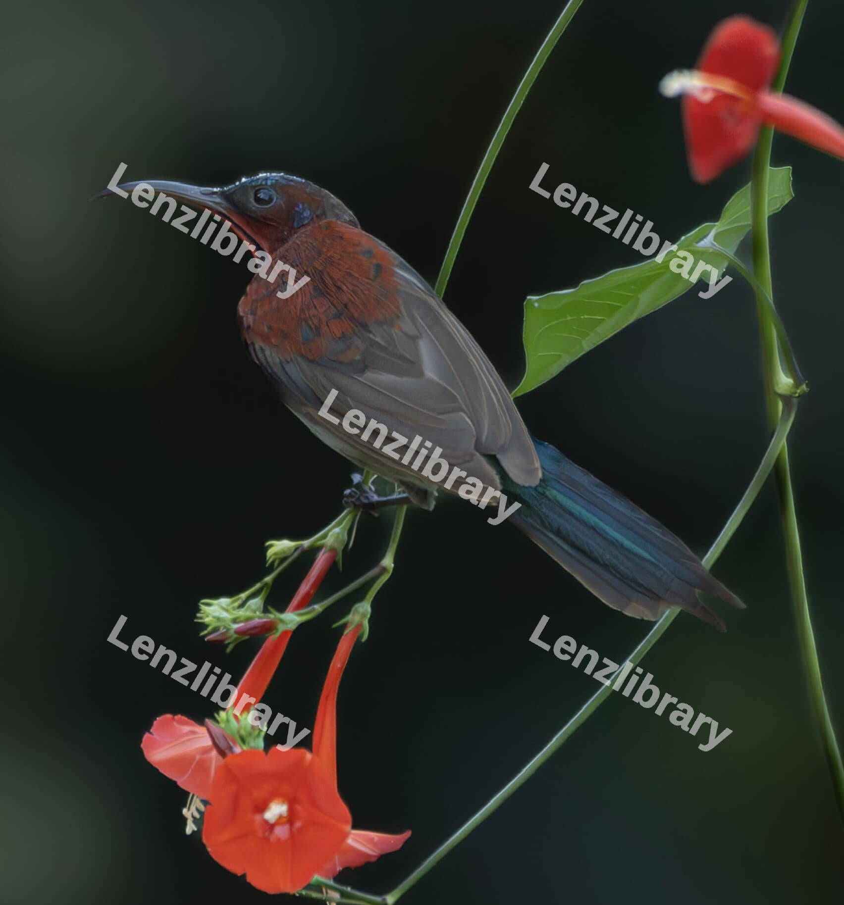 Black throated sunbird